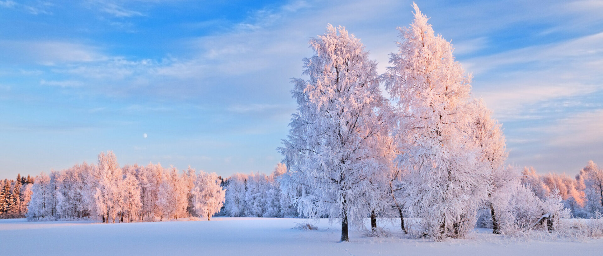 Talvinen maisema, jossa lumisia koivuja ja taustalla sininen taivas.