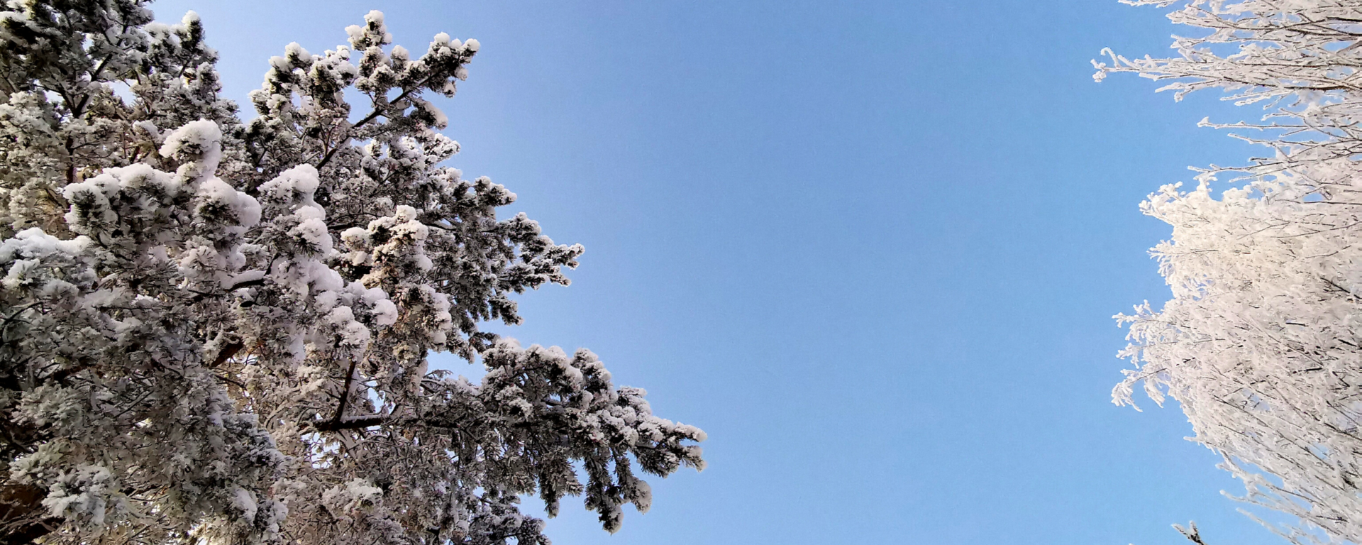 Nimetön suunn.malli(5) Lumisia männyn ja koivun latvoja taivasta vasten