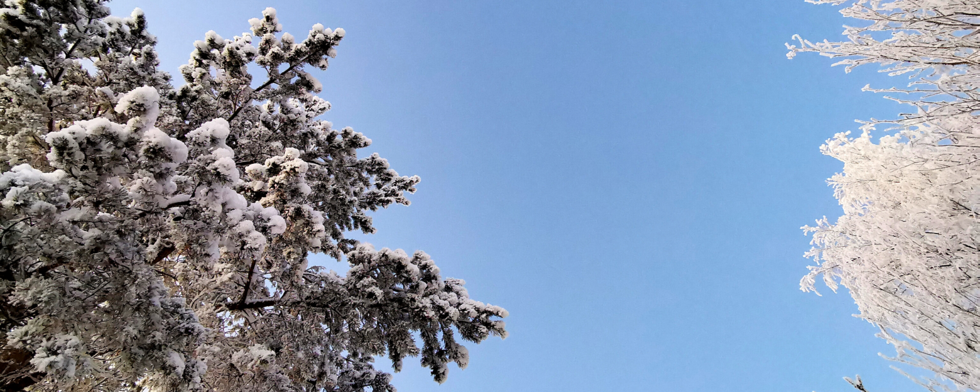 Lumisia männyn ja koivun latvoja taivasta vasten